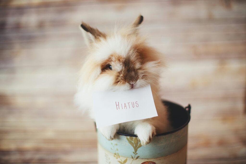 Bunny rabbit in a blue and white pail holding a card in its mouth with the text "Hiatus" on it.